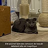 animal, box, cardboard_box, cat, cozy, cute, domestic, feline, flooring, folded_ears, gray_cat, home, indoor, looking, pet, radiator, relaxed, scratching_post, sitting, wooden_floor