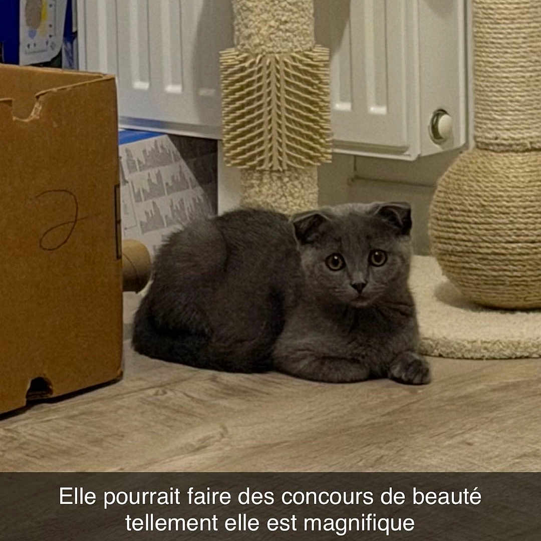 Loumi