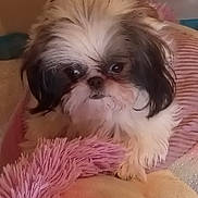 Dora is registered to the contest to win money with this photo: bed, big_eyes, blanket, close_up, cozy, cute, dog, fluffy, fur, indoor, looking_at_camera, paw, pet, pink, portrait, puppy, resting, shih_tzu, soft_texture, whiskers