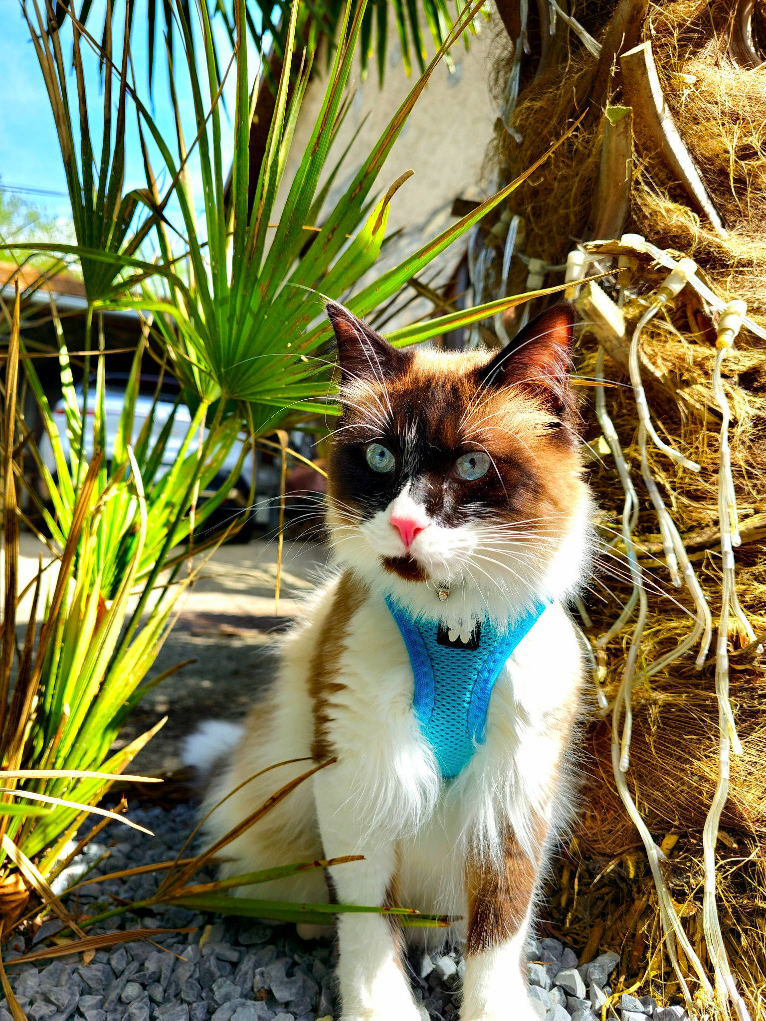 Seiko participe au concours pour gagner de l'argent avec cette photo : arecales, carnivore, cat, domestic_short_haired_cat, electric_blue, fawn, felidae, fur, garden, grass, grass_family, herb, plant, small_to_medium_sized_cats, tail, terrestrial_animal, terrestrial_plant, tree, twig, whiskers