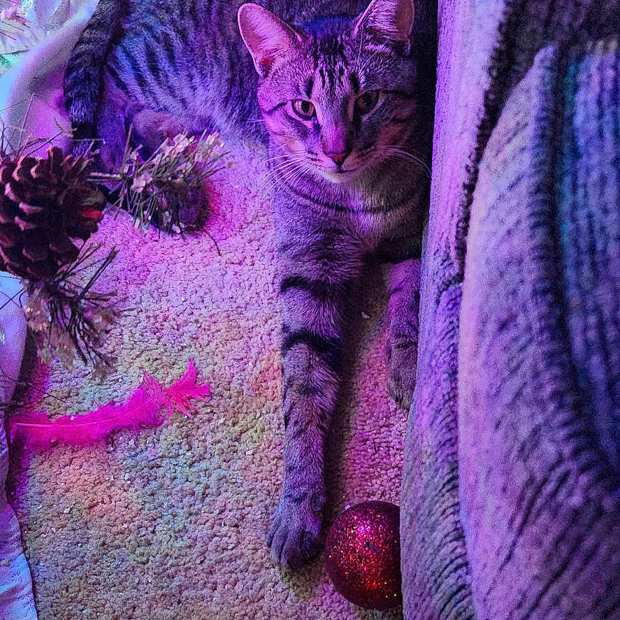 Ceaser joined the competition — help win amazing prizes! abyssinian, animal, architecture, blanket, building, cat, couch, cushion, furniture, head, helmet, homedecor, indoors, kitten, livingroom, manx, person, pet, purple, room