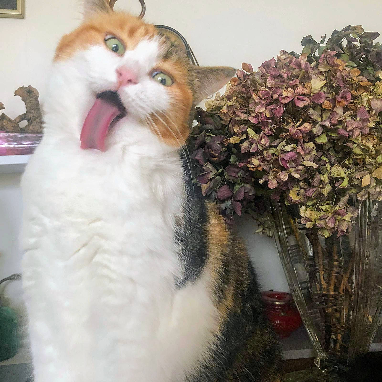 Choupa participe au concours pour gagner de l'argent avec cette photo : aegean_cat, american_curl, american_wirehair, carnivore, cat, domestic_long_haired_cat, felidae, flower, fur, japanese_bobtail, norwegian_forest_cat, plant, ragamuffin, small_to_medium_sized_cats, turkish_van, whiskers