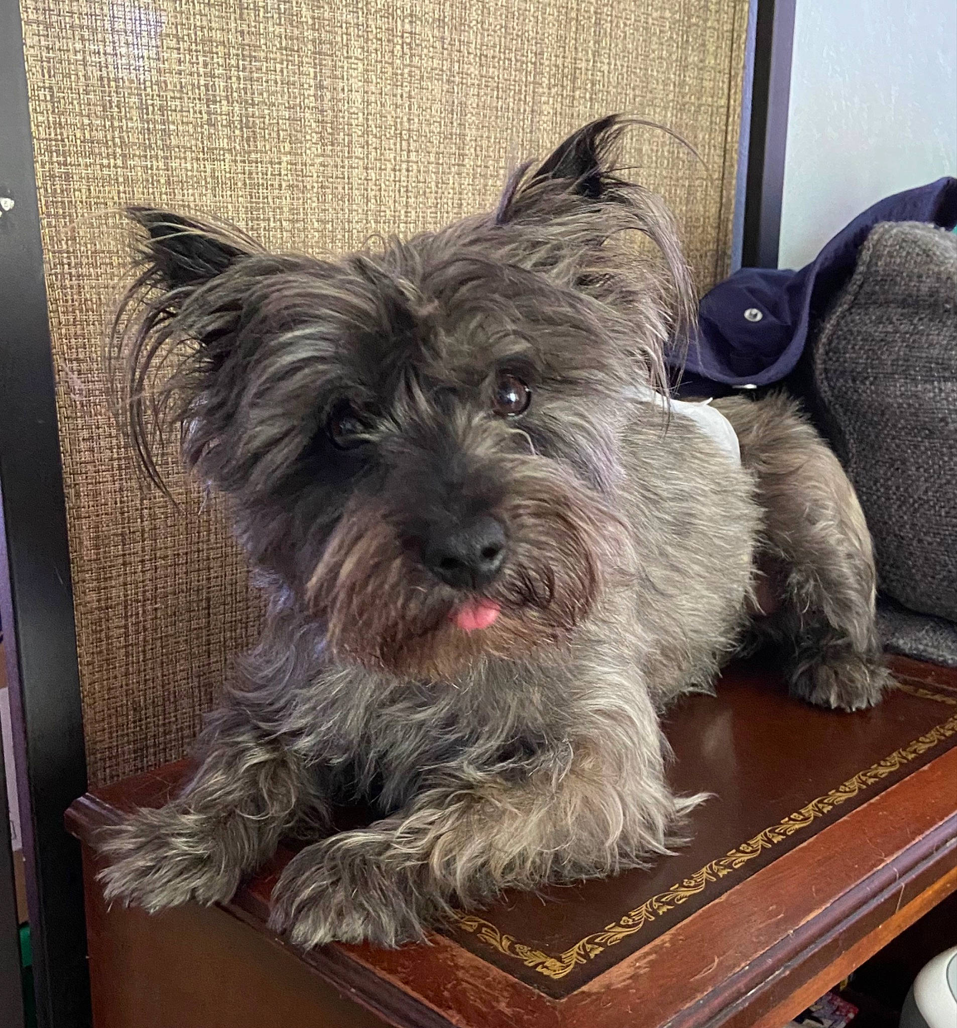 Rexy is registered to the contest to win money with this photo: canidae, carnivore, companion_dog, dog, dog_breed, dog_supply, fur, schnauzer, small_terrier, snout, sporting_group, table, terrier, toy_dog, working_animal, yorkipoo