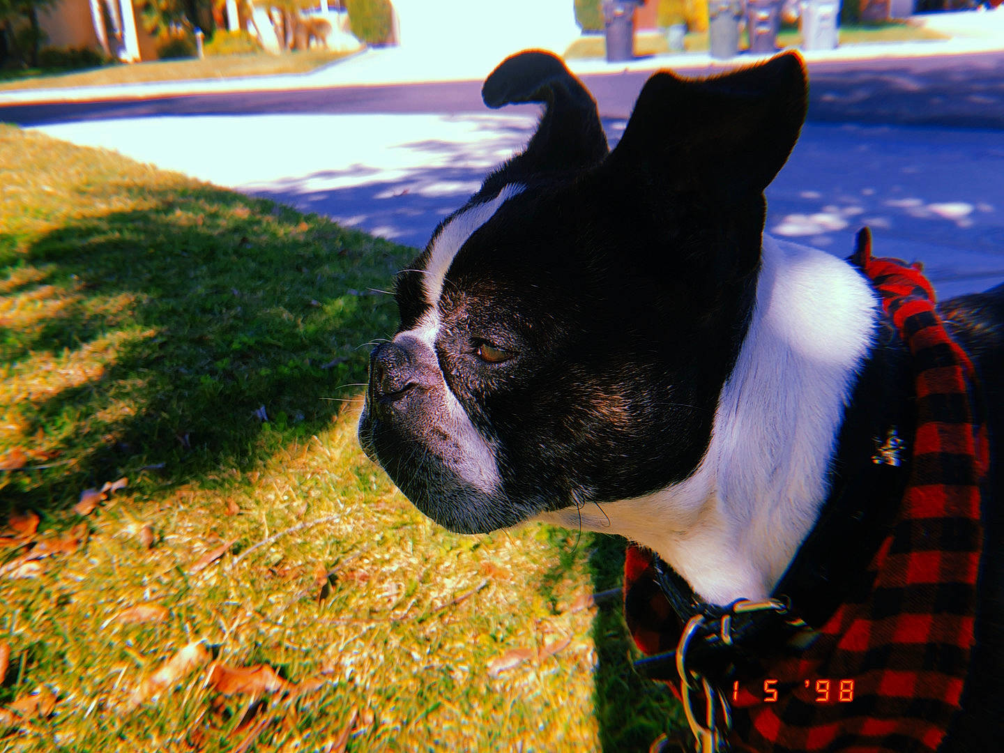 Kobe is registered to the contest to win money with this photo: boston_terrier, canidae, carnivore, companion_dog, dog, dog_breed, dog_collar, ear, fawn, french_bulldog, grass, mammal, non_sporting_group, snout, toy_bulldog, valley_bulldog, vertebrate, whiskers