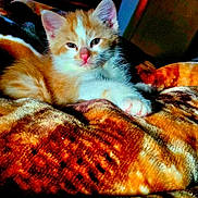 Citrus is registered to the contest to win money with this photo: kitten, cat, orange, white, fur, pet, animal, blanket, cozy, indoor, resting, cute, sleepy, paw, face, whiskers, ears, soft, young, relaxed