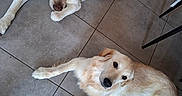 Jouck participe au concours pour gagner de l'argent avec cette photo : dog, dogs, labrador, golden_retriever, pet, canine, lying_down, relaxed, indoor, tile_floor, cream_colored, long_hair, short_hair, brown_eyes, animal_portrait, top_down_view, household, chair, floor, cute
