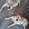dog, dogs, labrador, golden_retriever, pet, canine, lying_down, relaxed, indoor, tile_floor, cream_colored, long_hair, short_hair, brown_eyes, animal_portrait, top_down_view, household, chair, floor, cute