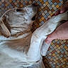 dog, pet, animal, lying_down, belly_up, white_fur, brown_fur, paw, human_hand, relaxed, playful, indoor, tile, patterned_background, close_up, portrait, floppy_ears, black_nose, brown_eyes, cuddly