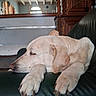 Jouck participe au concours pour gagner de l'argent avec cette photo : dog, sleeping, cream_colored, large_dog, labrador, pet, animal, indoors, chair, leather, furniture, relaxed, resting, paws, floppy_ears, closed_eyes, home, mirror, wooden_cabinet, portrait
