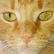 Tucker joined the competition — help win amazing prizes! cat, close_up, orange_tabby, face, eyes, whiskers, fur, pet, animal, mammal, nose, portrait, feline, cute, domestic_cat, looking, focused, macro, natural_light, detail