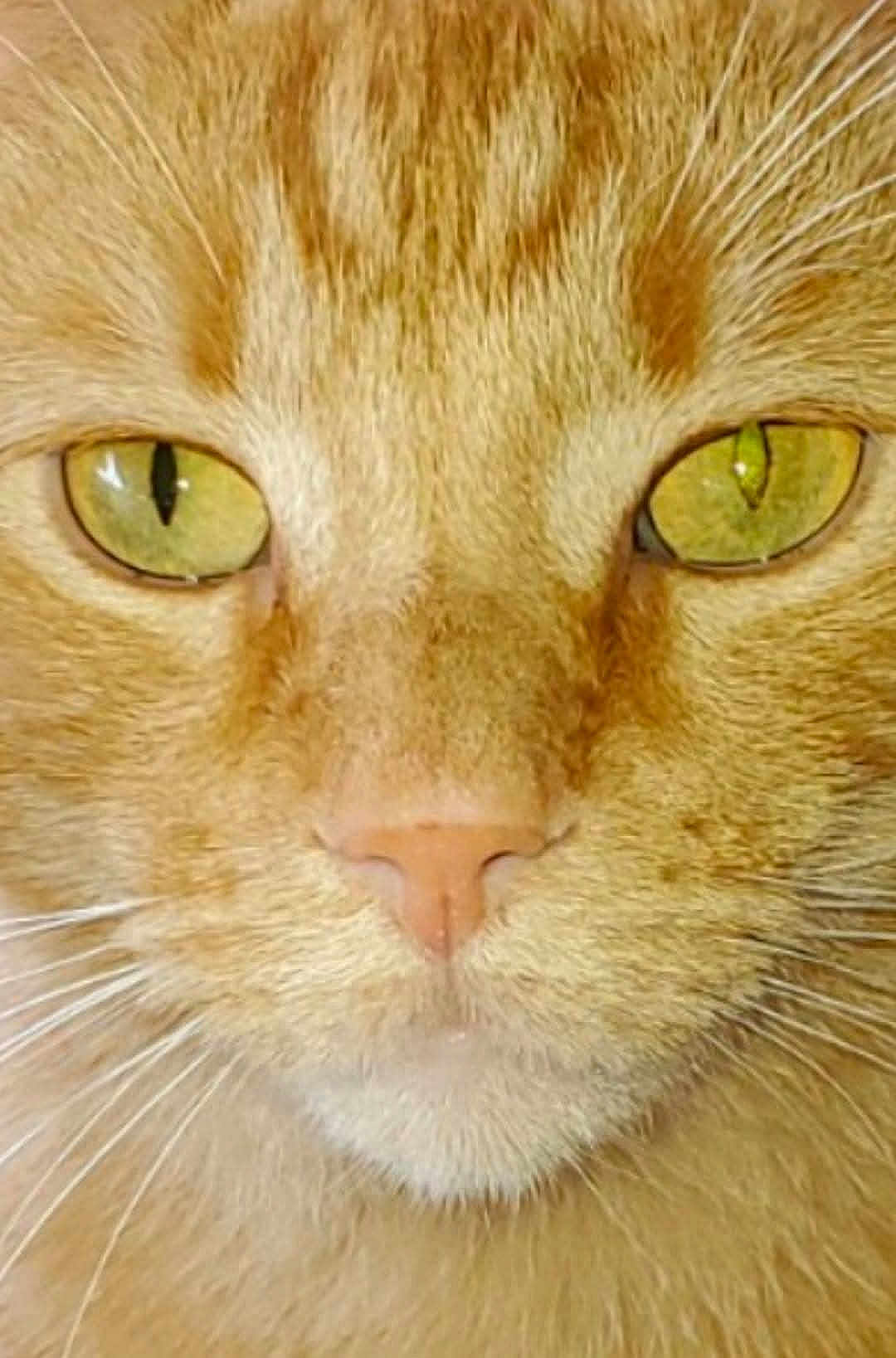 Tucker joined the competition — help win amazing prizes! cat, close_up, orange_tabby, face, eyes, whiskers, fur, pet, animal, mammal, nose, portrait, feline, cute, domestic_cat, looking, focused, macro, natural_light, detail