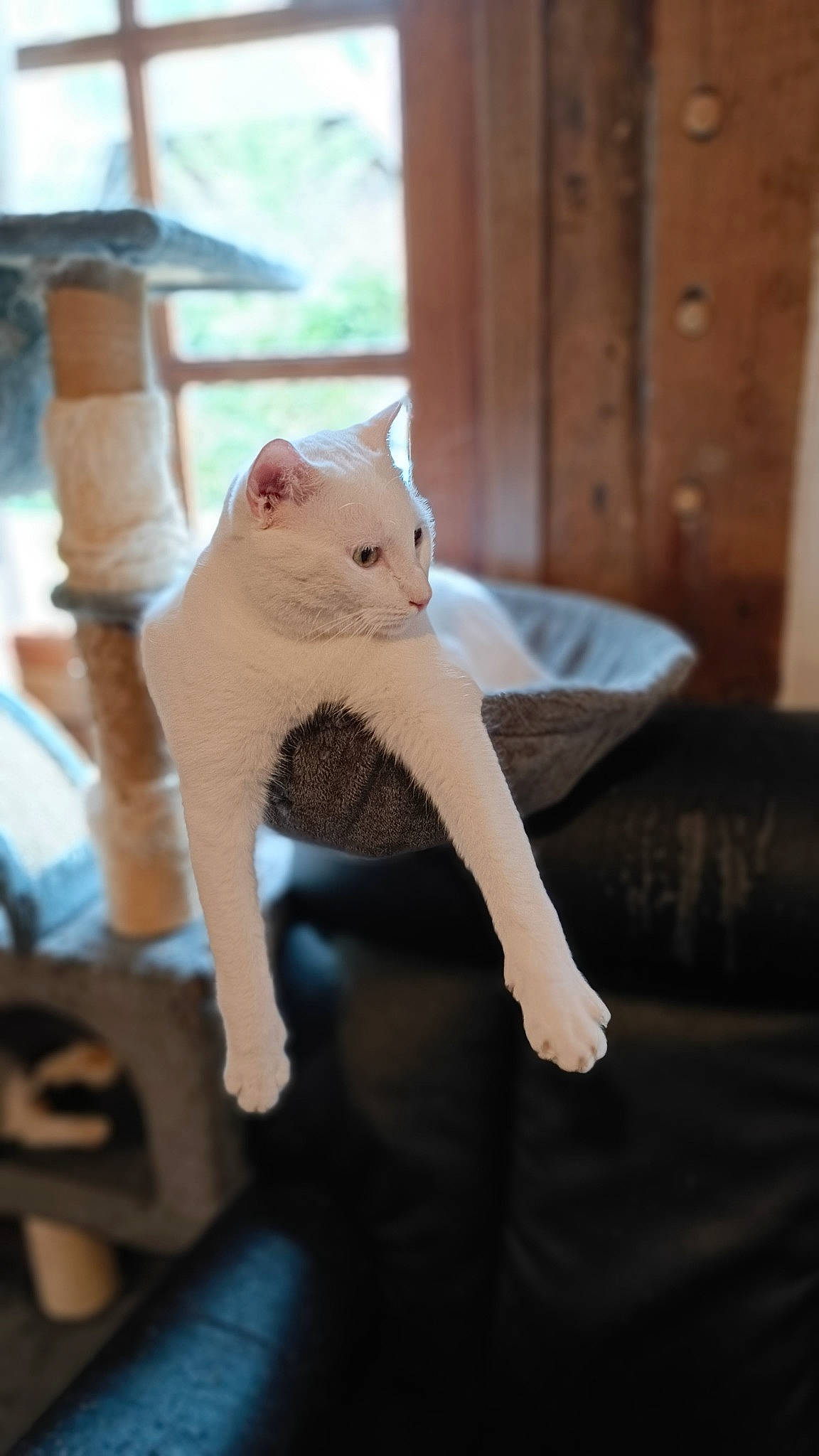 Sam a rejoint le concours — aidez-le/la à gagner de superbes lots ! carnivore, cat, domestic_short_haired_cat, door, fawn, felidae, fur, hardwood, pattern, paw, peach, room, shelf, small_to_medium_sized_cats, snout, tail, whiskers, window, wood, wool