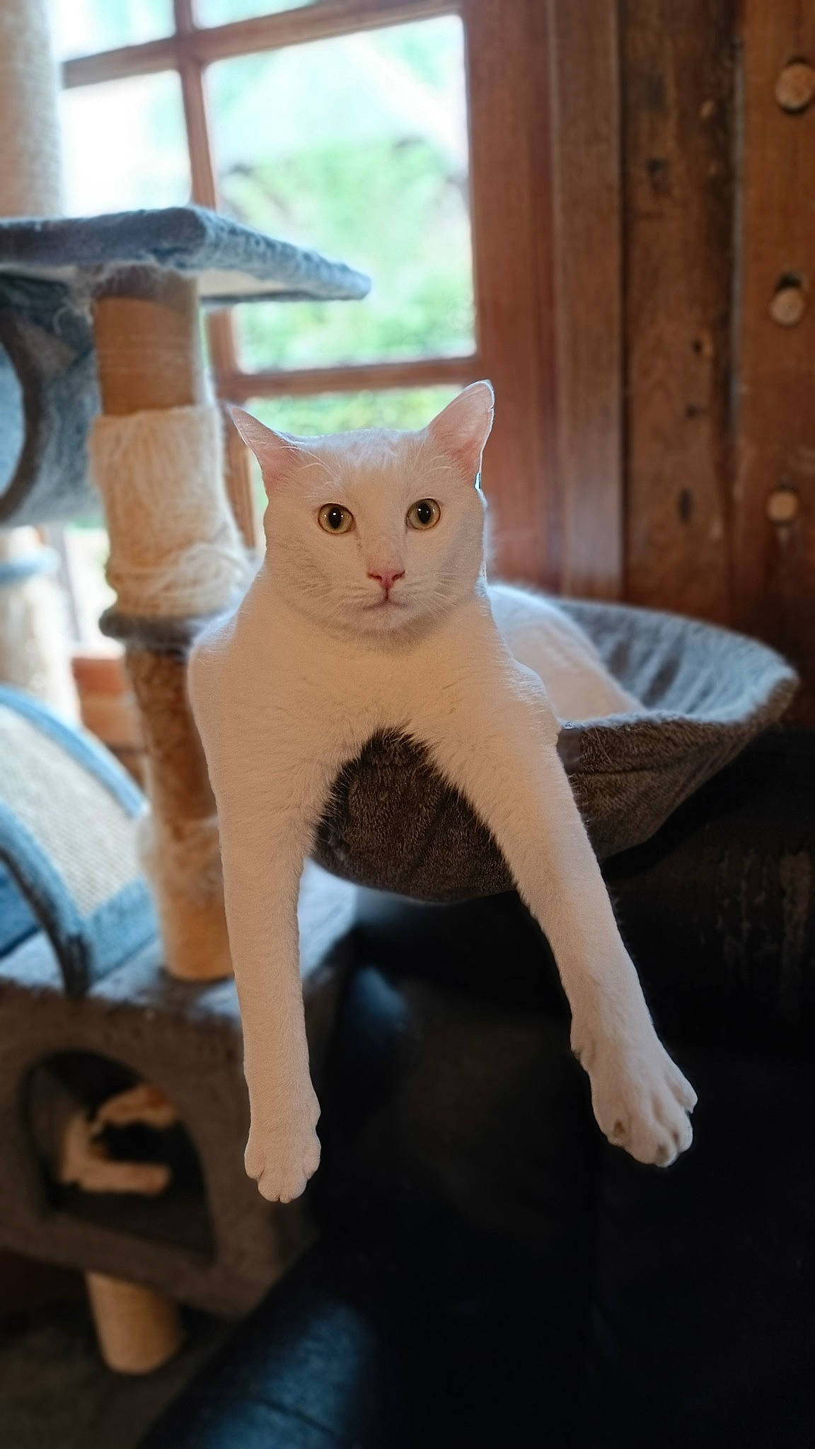 Sam participe au concours pour gagner de l'argent avec cette photo : carnivore, cat, cat_supply, domestic_short_haired_cat, door, fawn, felidae, fur, paw, pet_supply, room, sitting, small_to_medium_sized_cats, snout, tail, whiskers, window, wood