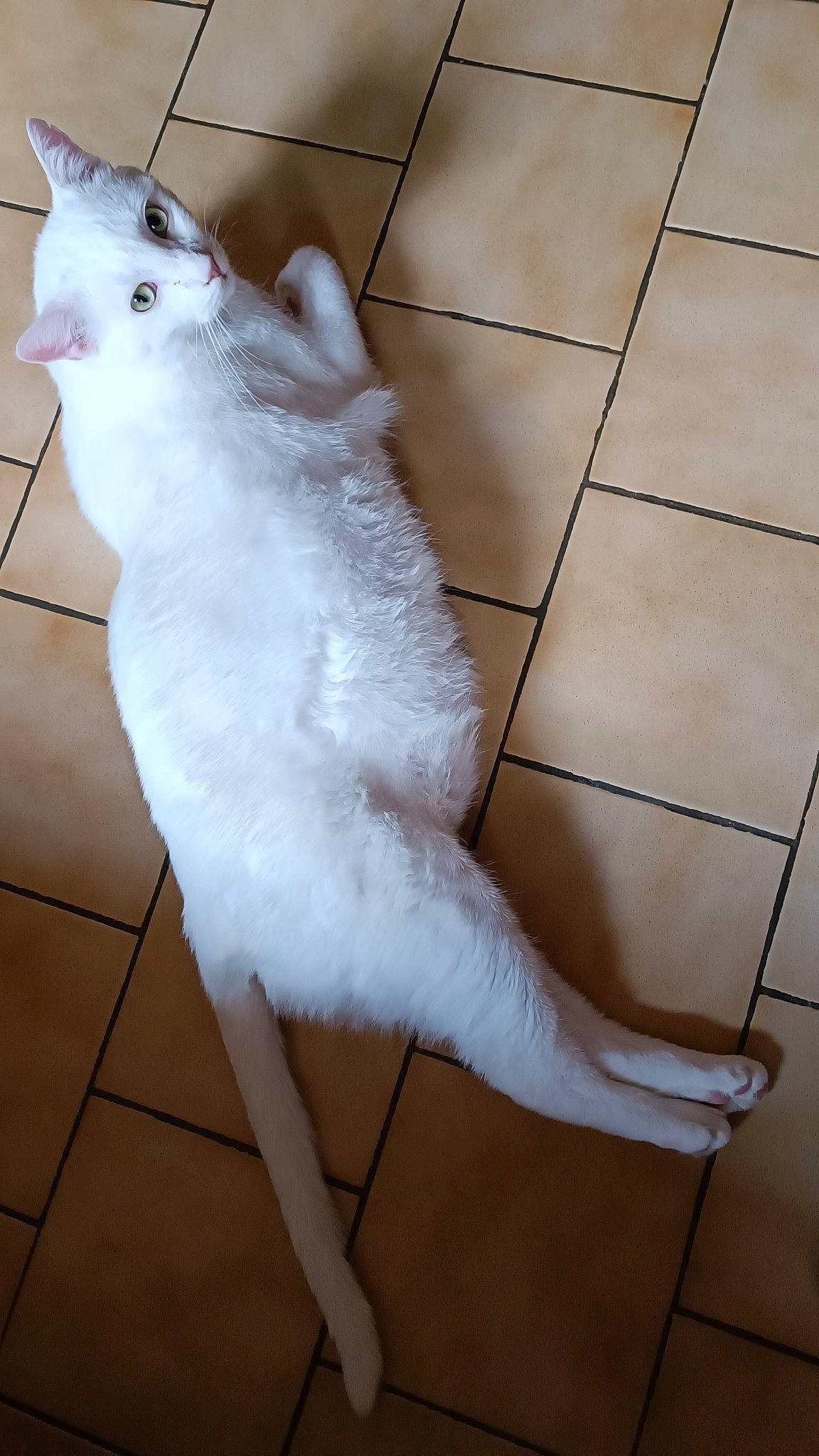 Sam participe au concours pour gagner de l'argent avec cette photo : carnivore, cat, claw, domestic_short_haired_cat, fawn, felidae, flooring, foot, fur, hardwood, pattern, paw, small_to_medium_sized_cats, snout, tail, terrestrial_animal, tile_flooring, whiskers, white, wood