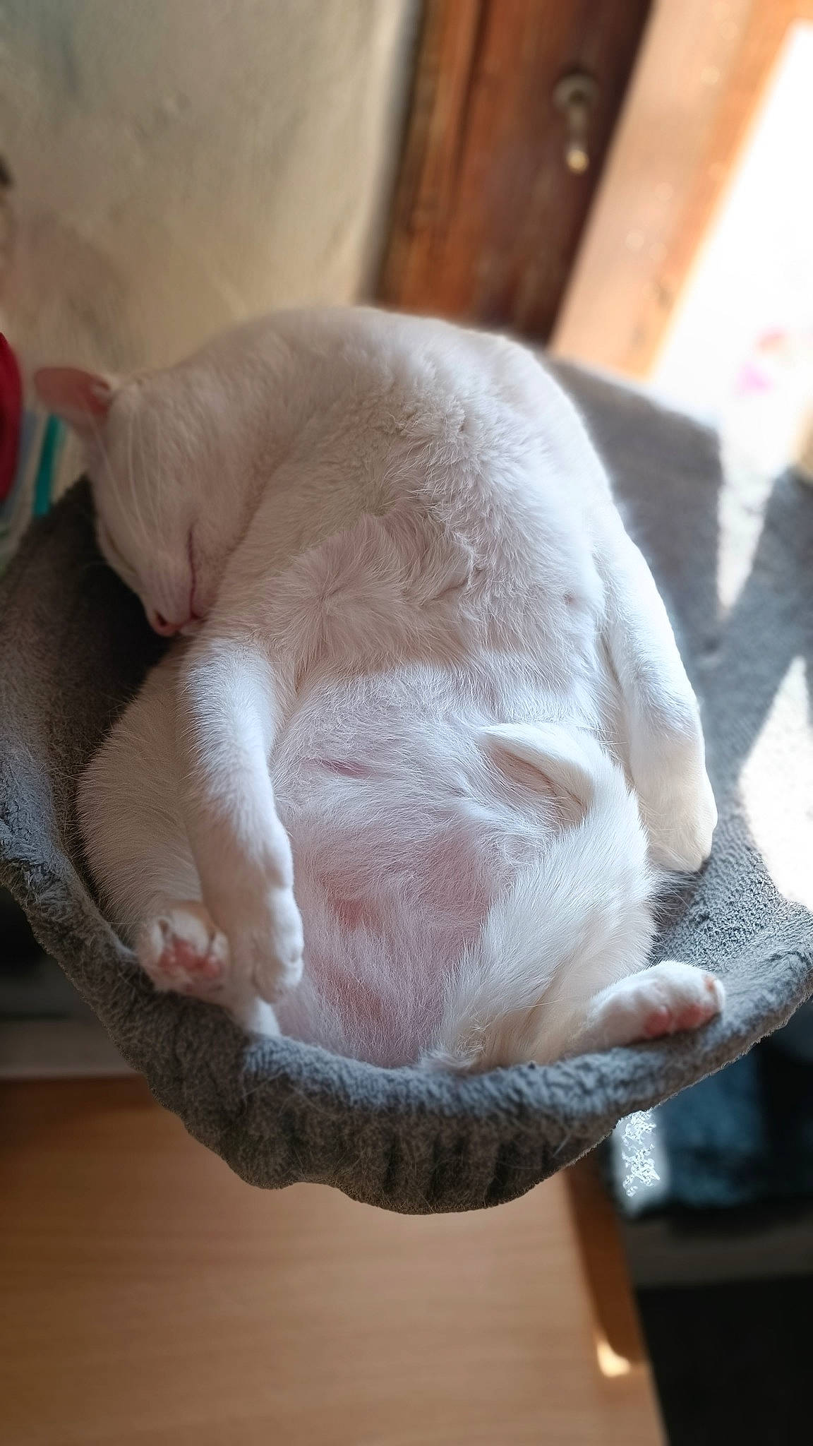 Sam participe au concours pour gagner de l'argent avec cette photo : beige, canidae, carnivore, cat, cat_bed, cat_supply, claw, comfort, fawn, felidae, fur, nap, pet_supply, sleep, small_to_medium_sized_cats, snout, sporting_group, tail, terrestrial_animal, whiskers