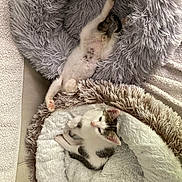 Alma Et Aragorn a rejoint le concours — aidez-le/la à gagner de superbes lots ! cat, kitten, pet, animal, sleeping, resting, fluffy, bed, cozy, white, gray, soft, cute, feline, indoor, comfortable, relaxed, paw, fur, young