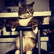 Romy participe au concours pour gagner de l'argent avec cette photo : cat, tabby, pet, animal, indoor, chair, furniture, paw, stool, kitchen, domestic, cute, whiskers, fur, collar, mammal, sitting, looking_away, household, curious