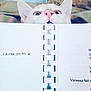 Hector a rejoint le concours — aidez-le/la à gagner de superbes lots ! cat, curious, book, spiral_binding, reading, close_up, indoor, pet, whiskers, ears, face, nose, eyes, feline, background, cozy, light, paper, text, animal