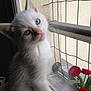 kitten, cat, white_cat, blue_eyes, window, window_screen, flowers, red_flowers, plant, curious, pet, indoor, young_cat, animal, feline, soft_focus, candid, close_up, portrait, domestic_cat