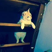 Hector participe au concours pour gagner de l'argent avec cette photo : cat, stairs, wood, curious, animal, pet, indoor, feline, climbing, step, looking, white_cat, paw, wooden, dark, shadow, home, room, quiet, contemplative