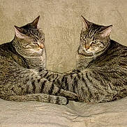 Mario Et Luigi a rejoint le concours — aidez-le/la à gagner de superbes lots ! cat, tabby_cat, feline, pet, animal, couch, indoor, symmetry, tail, fur_pattern, resting, two_animals, beige, household, cute, companions, relaxed, domestic_cat, whiskers, ears