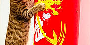 Aliocha a rejoint le concours — aidez-le/la à gagner de superbes lots ! cat, tabby, punching_bag, red, yellow, dragon, animal, pet, indoor, playful, curious, feline, paw, claw, striped, vertical, standing, side_view, close_up, wall