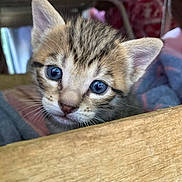Aliocha participe au concours pour gagner de l'argent avec cette photo : kitten, cat, blue_eyes, fur, whiskers, ears, wood, close_up, pet, animal, cute, curious, young, indoor, soft_focus, feline, small, adorable, domestic, face