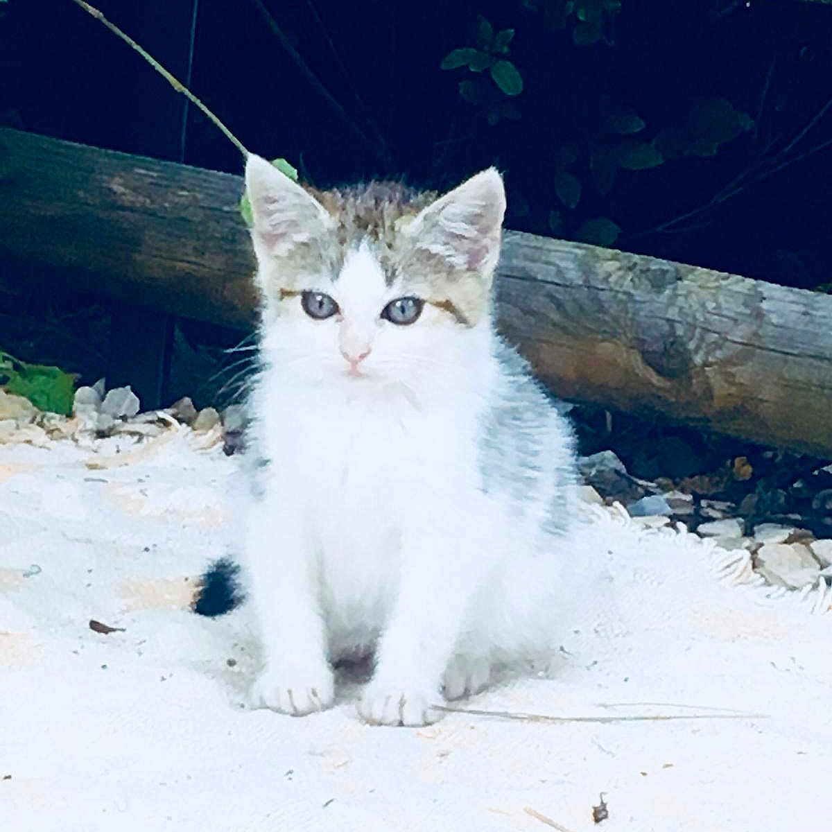 Orson Et Ninja participe au concours pour gagner de l'argent avec cette photo : animal, cat, curious, cute, eyes, feline, fur, gray, greenery, kitten, nature, outdoor, paws, pet, sitting, small, whiskers, white, wooden_fence, young