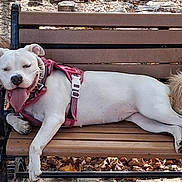 Poohbear joined the competition — help win amazing prizes! animal, bench, canine, daytime, dog, happy, harness, leaf, nature, outdoor, park, pet, relaxing, resting, stone_wall, summer, sunlight, tongue_out, white_dog, wooden_bench