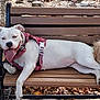 animal, bench, canine, daytime, dog, happy, harness, leaf, nature, outdoor, park, pet, relaxing, resting, stone_wall, summer, sunlight, tongue_out, white_dog, wooden_bench