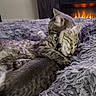 animal, blanket, cat, cats, collar, comfort, companion, cozy, cute, fireplace, fur, furry, indoor, pet, relaxed, resting, sleeping, snuggling, tabby, warm