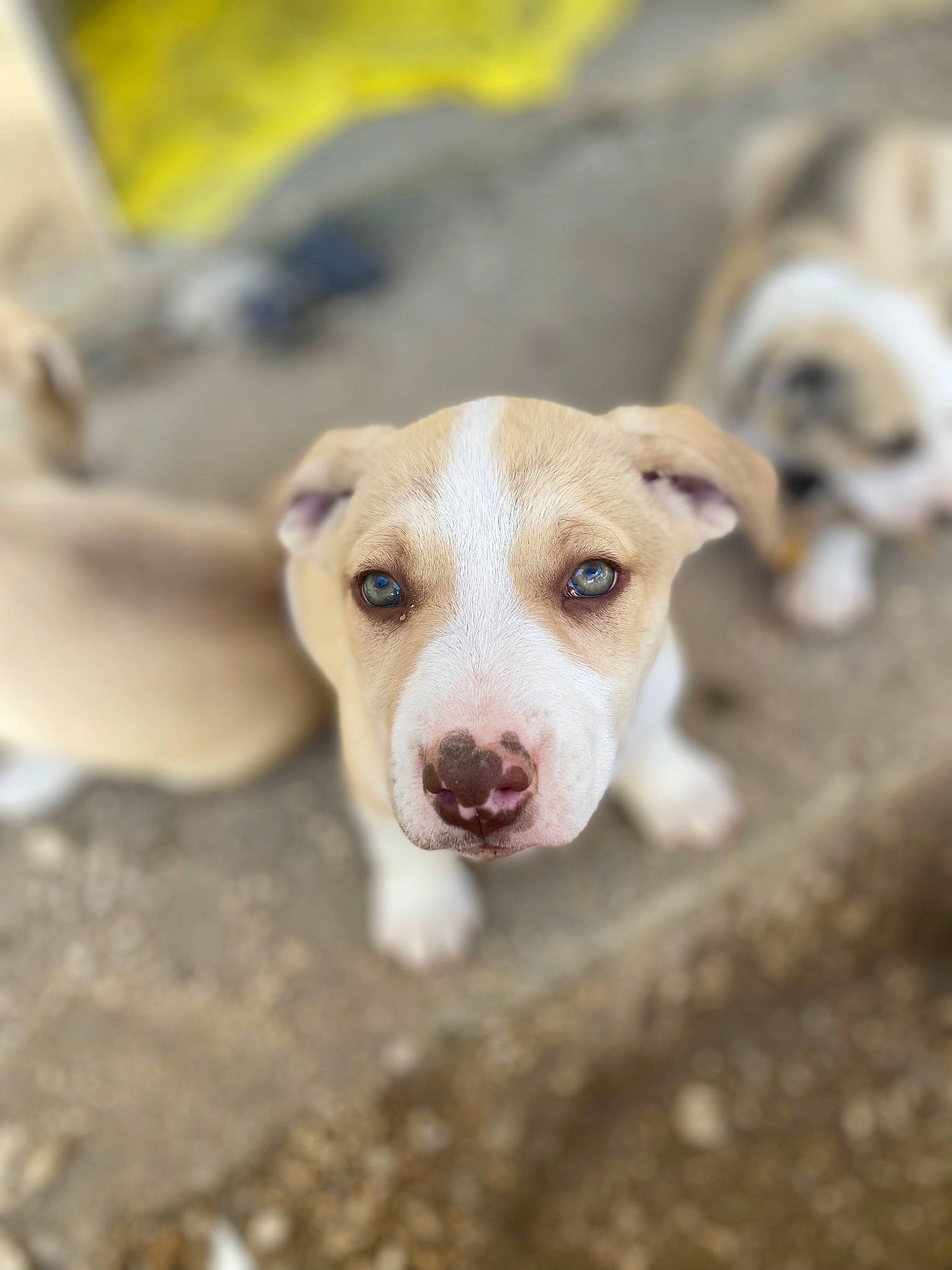 Joy a rejoint le concours — aidez-le/la à gagner de superbes lots ! canidae, carnivore, companion_dog, dog, dog_breed, fawn, hunting_dog, non_sporting_group, puppy, soil, sporting_group, street_dog, tail, vertebrate, whiskers, working_animal