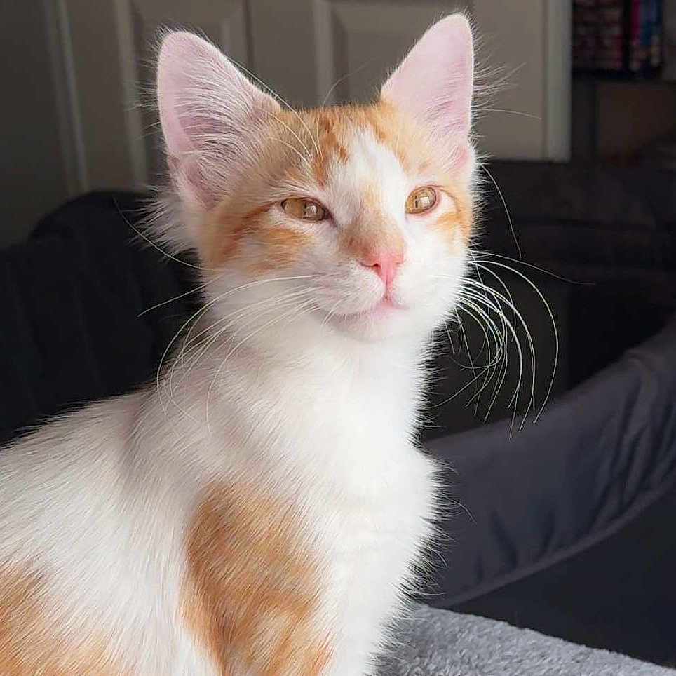 Minnie joined the competition — help win amazing prizes! abyssinian, angora, animal, cat, kitten, manx, pet, siamese, snout