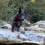Newton participe au concours pour gagner de l'argent avec cette photo : dog, black_dog, water, splashing, log, creek, rocks, greenery, trees, outdoor, nature, playful, animal, jumping, harness, water_splash, forest, river, canine, wildlife