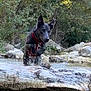 dog, black_dog, water, splashing, log, creek, rocks, greenery, trees, outdoor, nature, playful, animal, jumping, harness, water_splash, forest, river, canine, wildlife