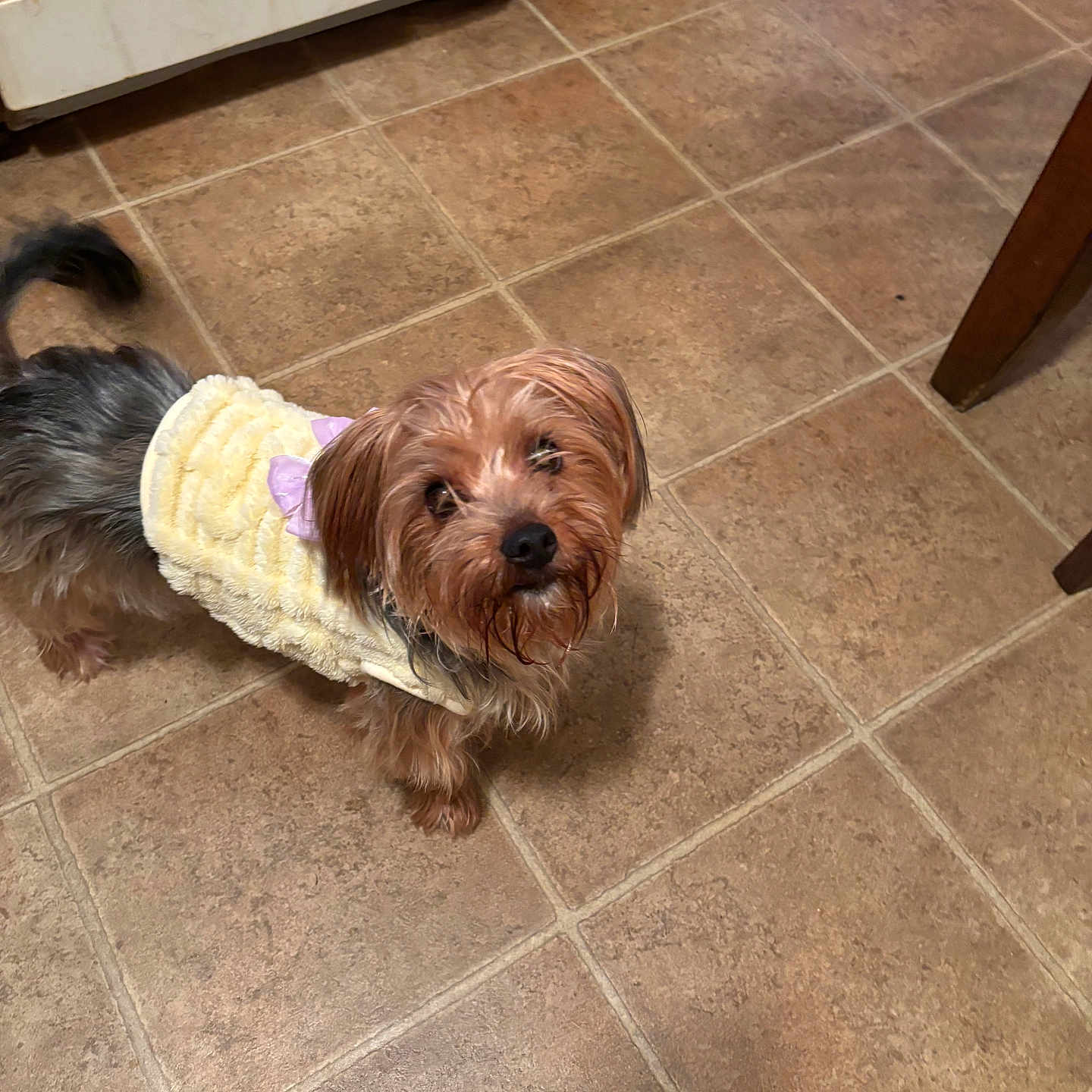 Chloe Bell Collins is registered to the contest to win money with this photo: animal, appliance, clothing, companion, curious, cute, dog, domestic, floor, fur, indoors, kitchen, looking_up, oven, pet, purple_bow, small_dog, tail, tile_floor, yellow_outfit