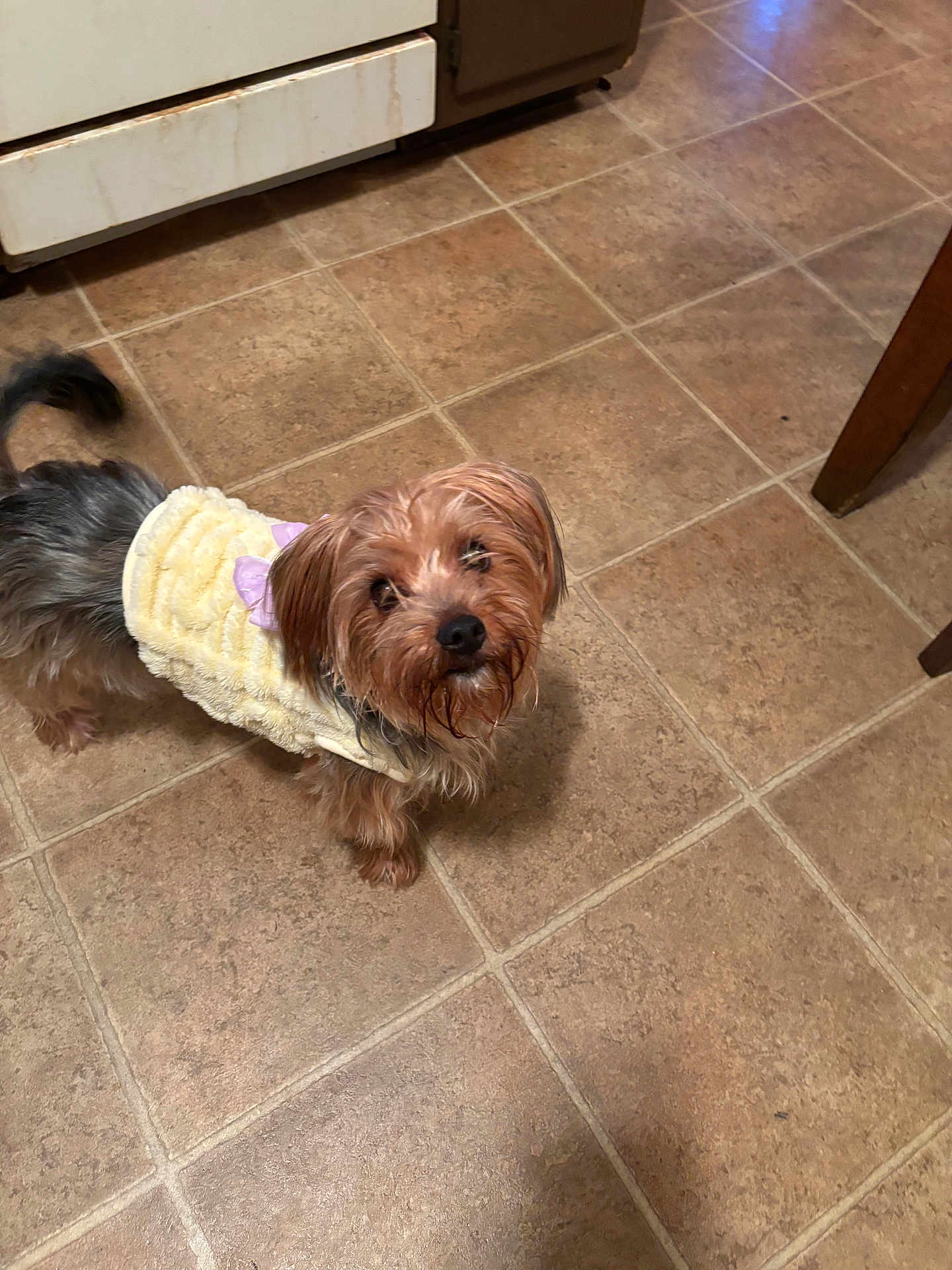 Chloe Bell Collins is registered to the contest to win money with this photo: dog, small_dog, pet, indoors, kitchen, tile_floor, clothing, yellow_outfit, purple_bow, curious, looking_up, fur, animal, cute, domestic, companion, floor, appliance, oven, tail