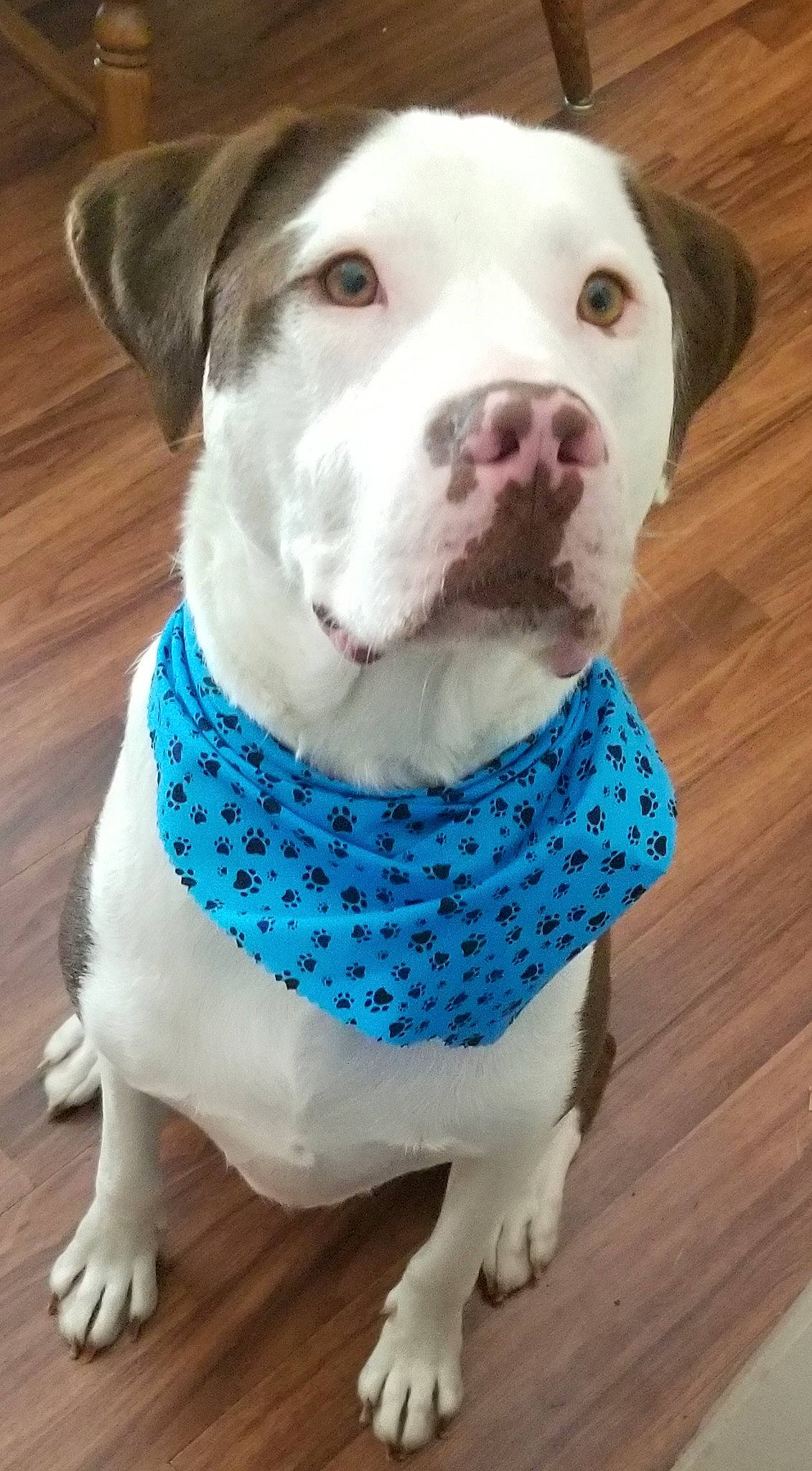 Maverick is registered to the contest to win money with this photo: canidae, carnivore, collar, companion_dog, dishware, dog, dog_breed, dog_collar, dog_supply, electric_blue, fashion_accessory, fawn, hardwood, non_sporting_group, pattern, pet_supply, snout, sporting_group, wood, working_animal