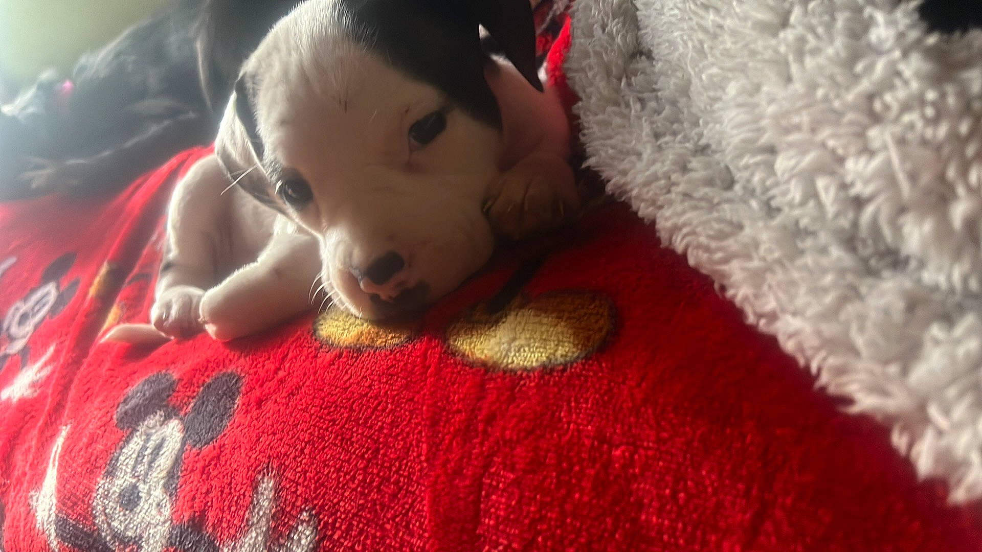 Ella Bell is registered to the contest to win money with this photo: canidae, carmine, carnivore, carpet, comfort, companion_dog, dog, dog_breed, fawn, flooring, fur, linens, paw, snout, sporting_group, whiskers, wool, woolen, working_animal, woven_fabric