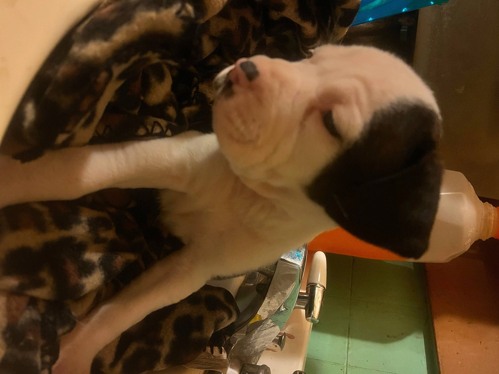 Ella Bell joined the competition — help win amazing prizes! canidae, carnivore, companion_dog, dog, dog_breed, ear, eyewear, fawn, felidae, fur, plush, small_to_medium_sized_cats, snout, sporting_group, stuffed_toy, toy, toy_dog, umbrella, whiskers, wing