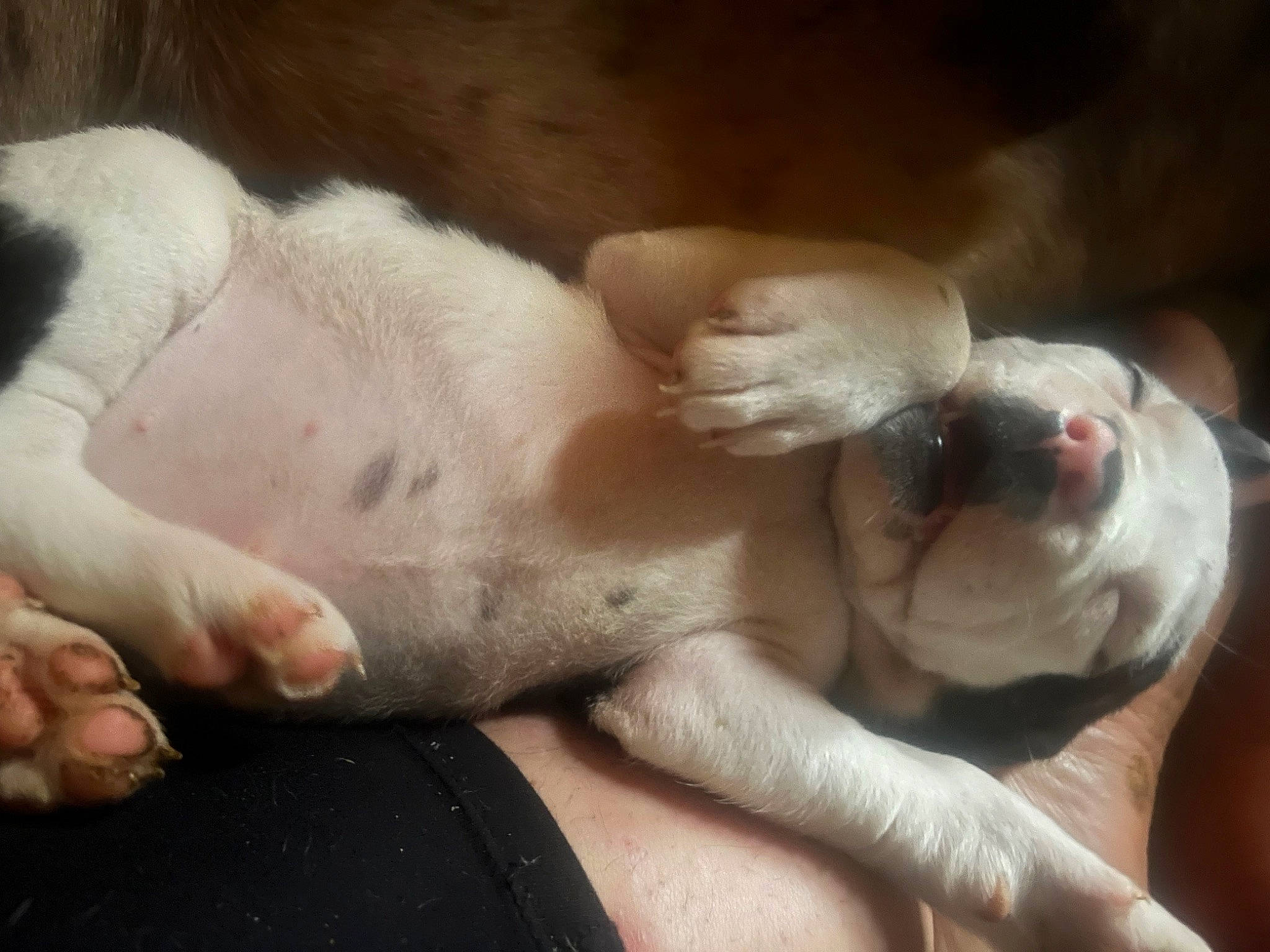 Ella Bell is registered to the contest to win money with this photo: canidae, carnivore, comfort, companion_dog, dog, dog_breed, ear, fawn, nail, nap, paw, puppy_love, snout, sporting_group, tail, terrestrial_animal, thumb, whiskers, working_animal, wrinkle