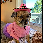 Sweetie Pie is registered to the contest to win money with this photo: animal, blanket, clothing, costume, cozy, cute, dog, ears, face, fur, hat, indoors, pet, pink, purple, resting, sitting, small_dog, tutu, window