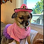 animal, blanket, clothing, costume, cozy, cute, dog, ears, face, fur, hat, indoors, pet, pink, purple, resting, sitting, small_dog, tutu, window