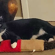 Karma joined the competition — help win amazing prizes! cat, tuxedo_cat, indoor, plush_toy, floor, black_and_white, pet, animal, relaxed, toy, whiskers, ears, tail, carpet, home, domestic, cute, feline, claws, laying_down