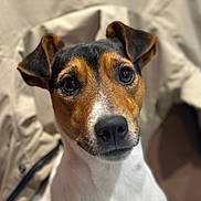 Buzz participe au concours pour gagner de l'argent avec cette photo : dog, closeup, portrait, pet, animal, ears, brown, white, black, fur, face, eyes, nose, canine, domestic_animal, looking, indoors, soft_background, focused, cute