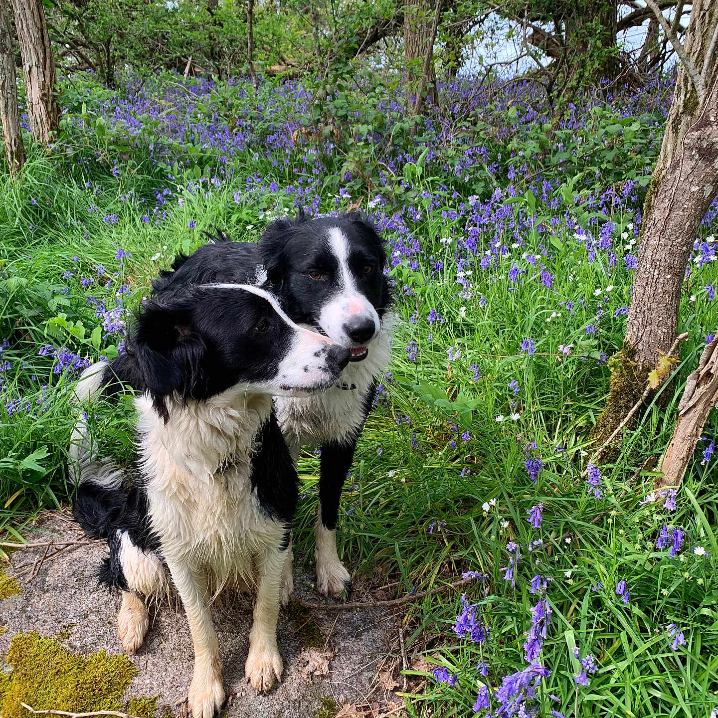 Thor participe au concours pour gagner de l'argent avec cette photo : animal, canine, dog, field, flower, geranium, grass, grassland, grove, herbal, herbs, iris, land, nature, outdoors, pet, plant, tree, vegetation, woodland