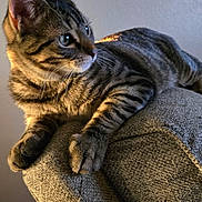 Bucky is registered to the contest to win money with this photo: cat, tabby, feline, pet, indoor, couch, furniture, relaxed, fur, whiskers, ears, paws, portrait, animal, side_view, texture, light, shadow, home, curious