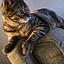 cat, tabby, feline, pet, indoor, couch, furniture, relaxed, fur, whiskers, ears, paws, portrait, animal, side_view, texture, light, shadow, home, curious