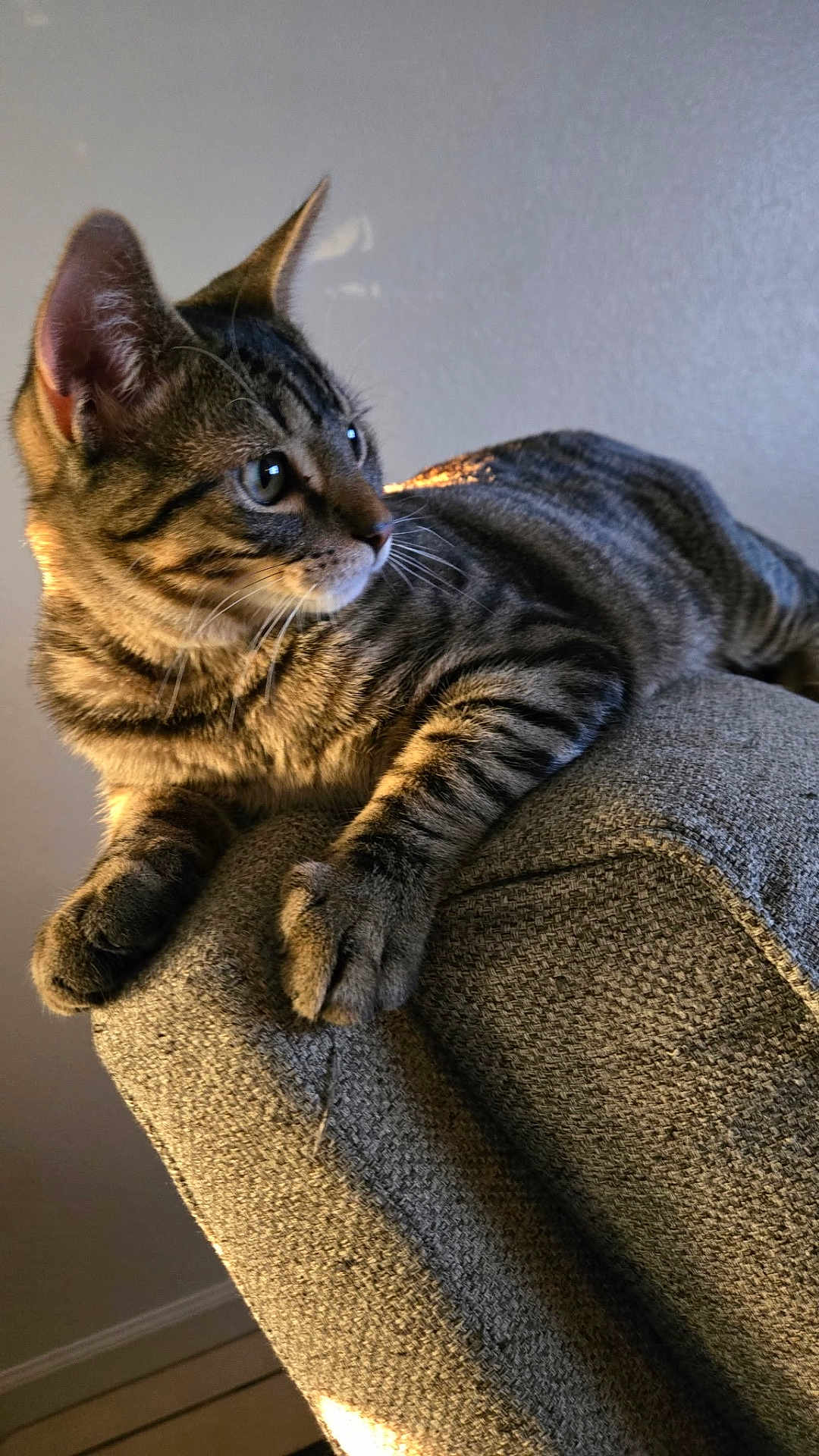 Bucky is registered to the contest to win money with this photo: cat, tabby, feline, pet, indoor, couch, furniture, relaxed, fur, whiskers, ears, paws, portrait, animal, side_view, texture, light, shadow, home, curious