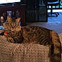 animal, architecture, building, cat, chair, computerhardware, couch, electronics, entertainmentcenter, furniture, hardware, hardwood, indoors, livingroom, monitor, pet, room, screen, tv, wood